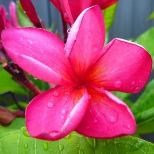 Meet your Posher, Rosella